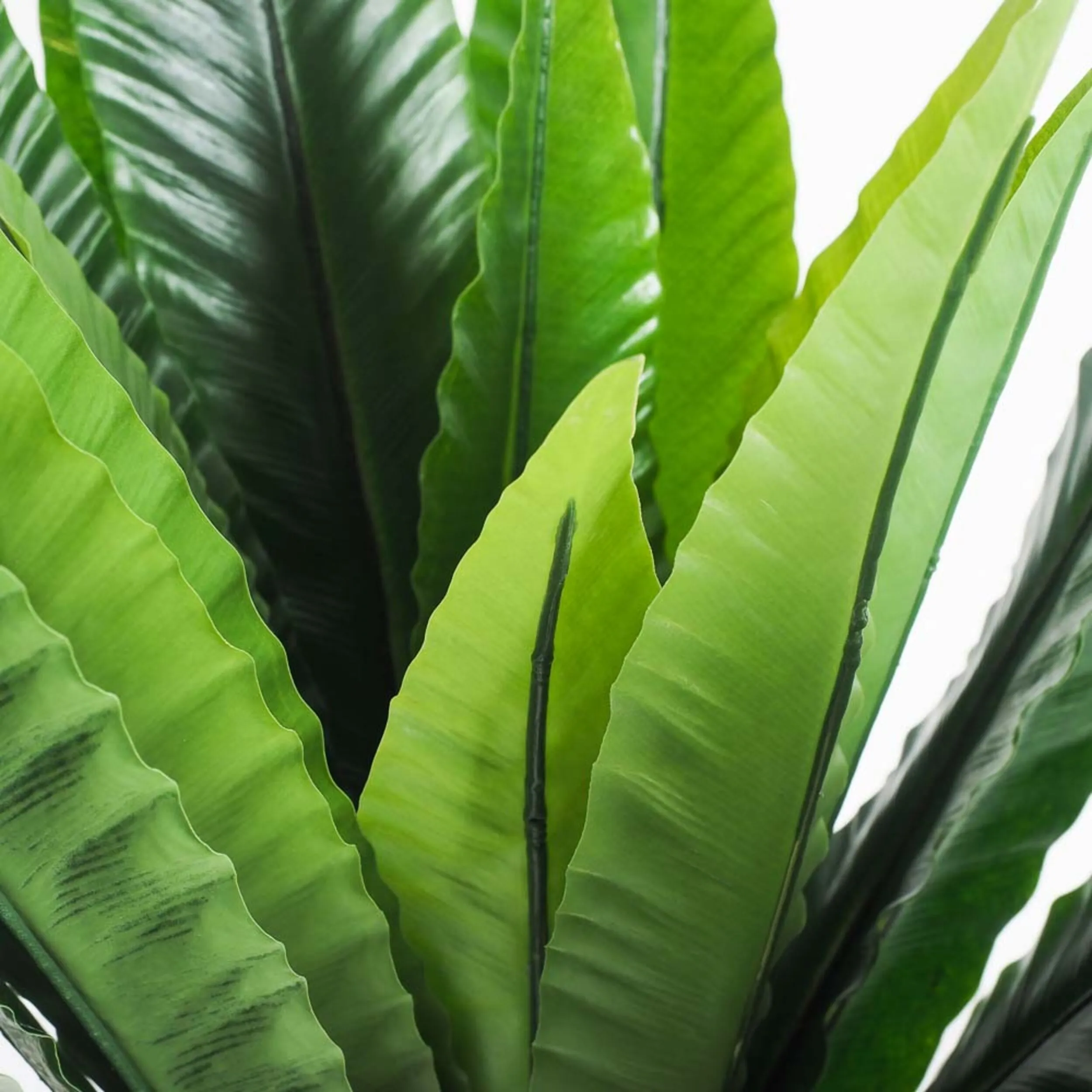 Eden Potted Bird Nest Fern 55cm