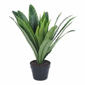 Eden Potted Bird Nest Fern 55cm