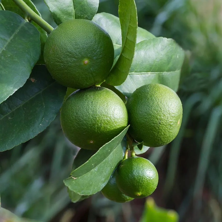 Lime Essential Oil