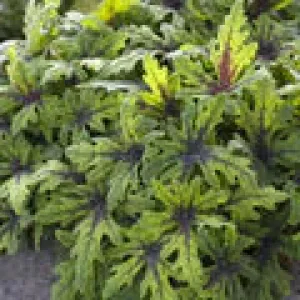 Perennial Farm Marketplace Tiarella 'Timbuktu' (Foam Flower)