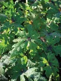 Perennial Farm Marketplace Tiarella 'Timbuktu' (Foam Flower)