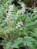 Perennial Farm Marketplace Tiarella 'Timbuktu' (Foam Flower)