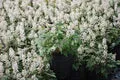 Perennial Farm Marketplace Tiarella 'Timbuktu' (Foam Flower)