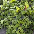Perennial Farm Marketplace Tiarella 'Timbuktu' (Foam Flower)