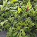 Perennial Farm Marketplace Tiarella 'Timbuktu' (Foam Flower)