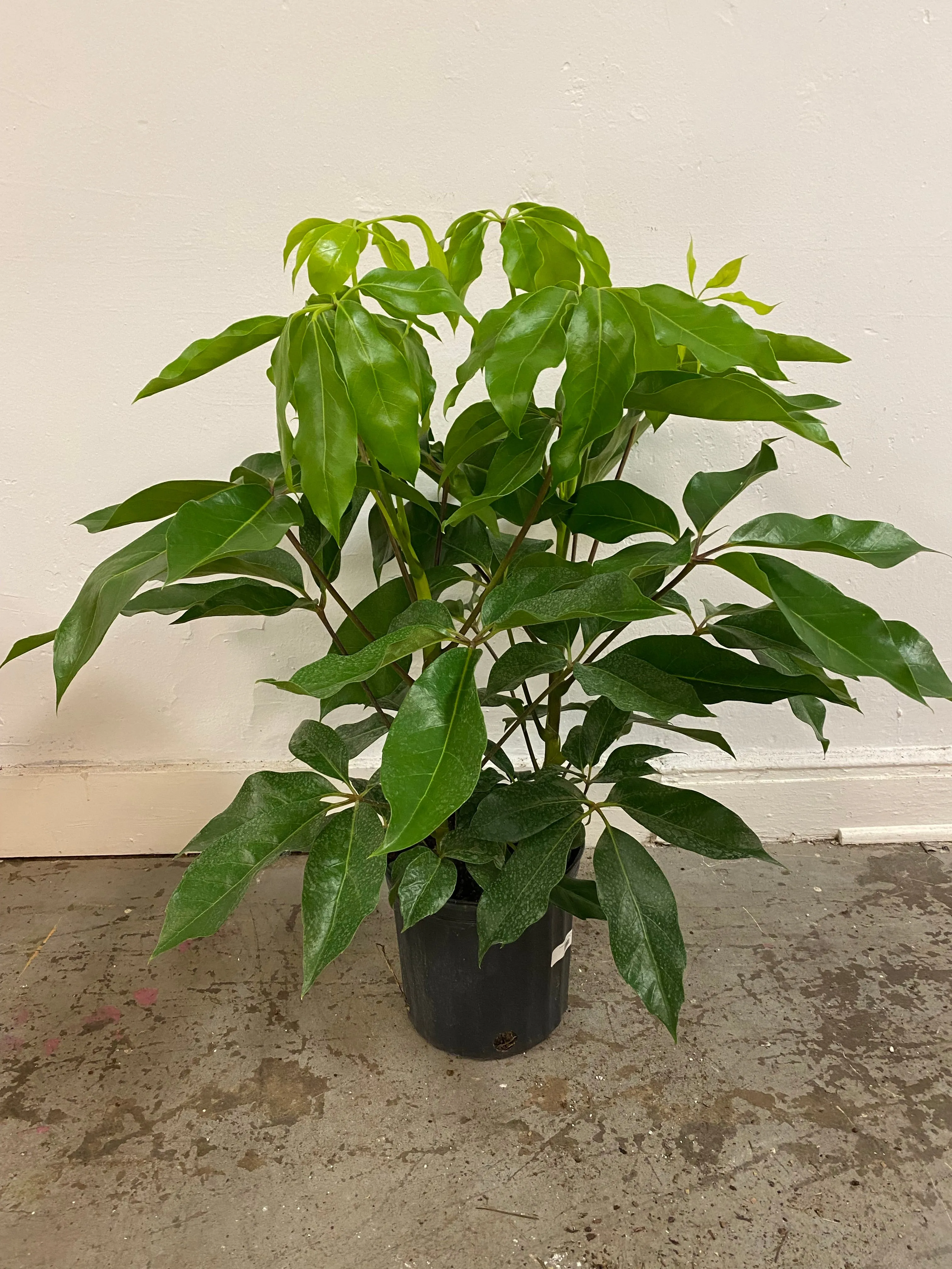 Schefflera actinophylla ‘Australia Umbrella Tree’