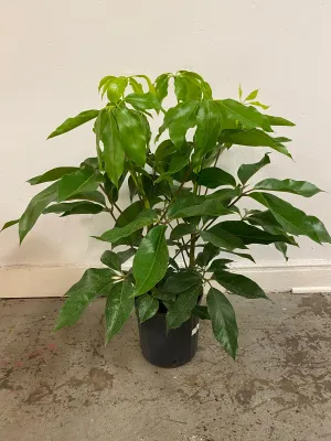 Schefflera actinophylla ‘Australia Umbrella Tree’